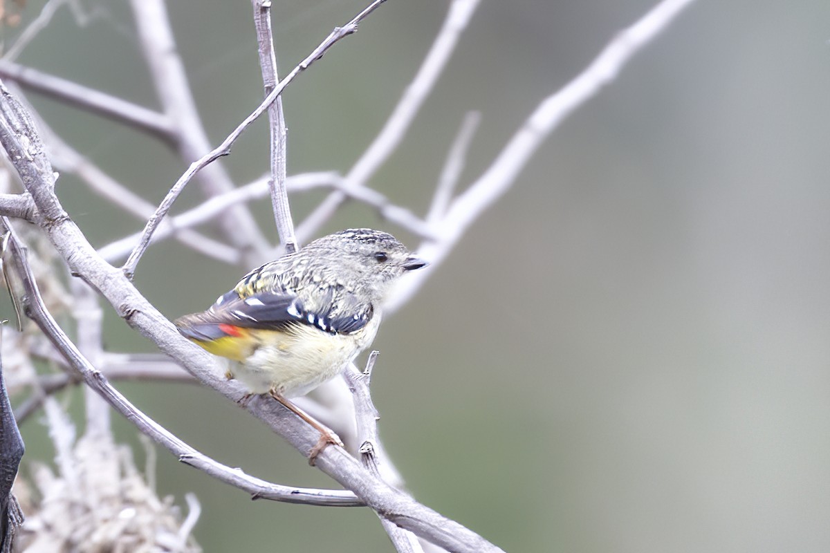 Fleckenpanthervogel (punctatus) - ML539515641