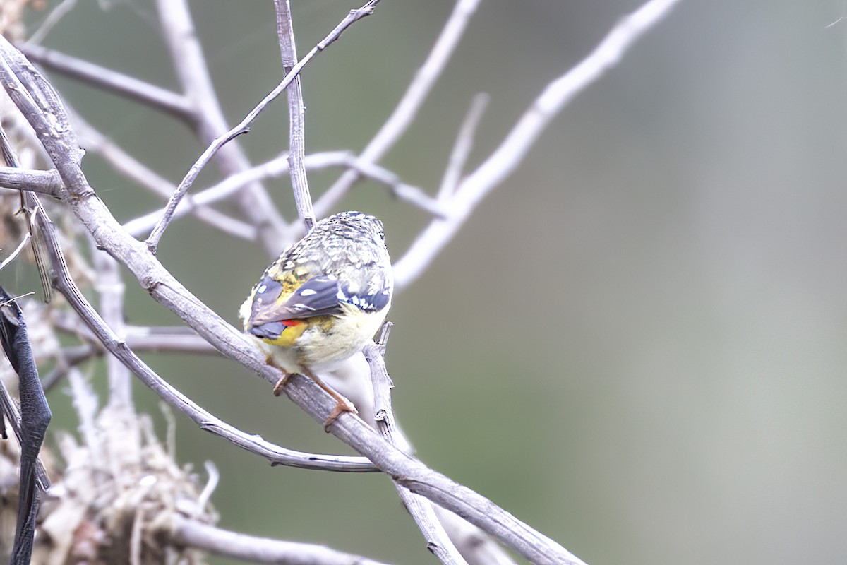 Spotted Pardalote (Spotted) - ML539515651