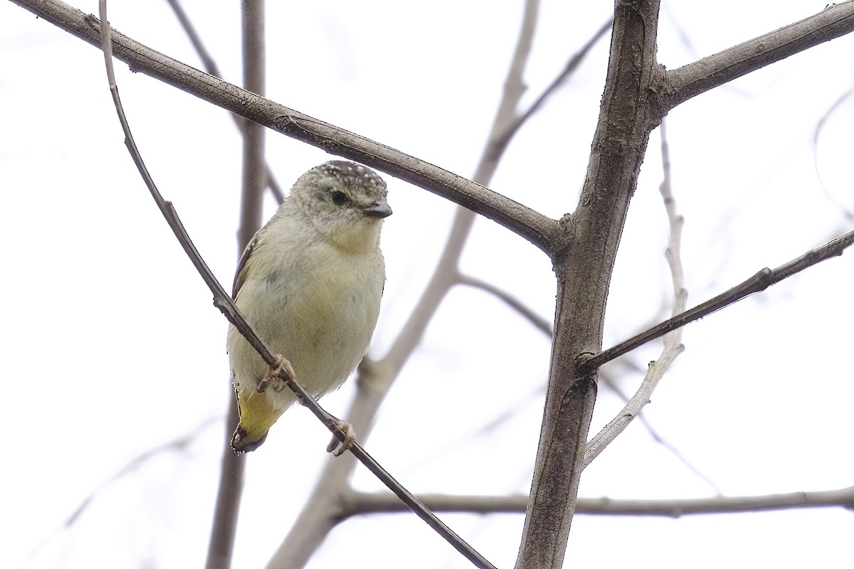 Benekli Panterkuşu (punctatus) - ML539515661