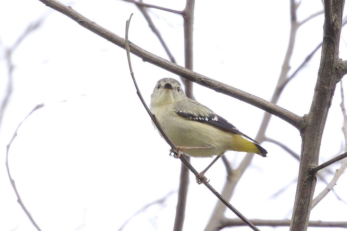 Fleckenpanthervogel (punctatus) - ML539515671