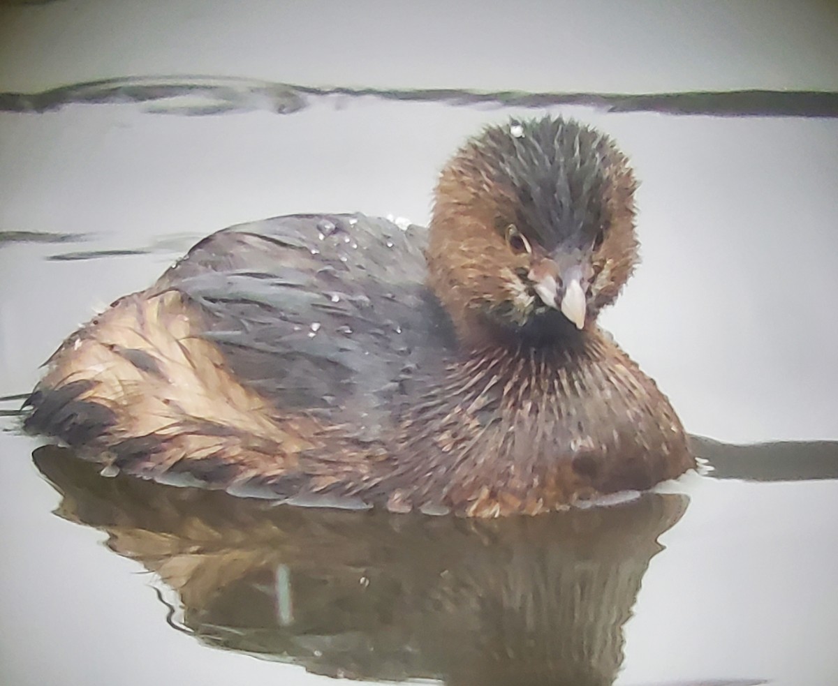 Pied-billed Grebe - ML539515791