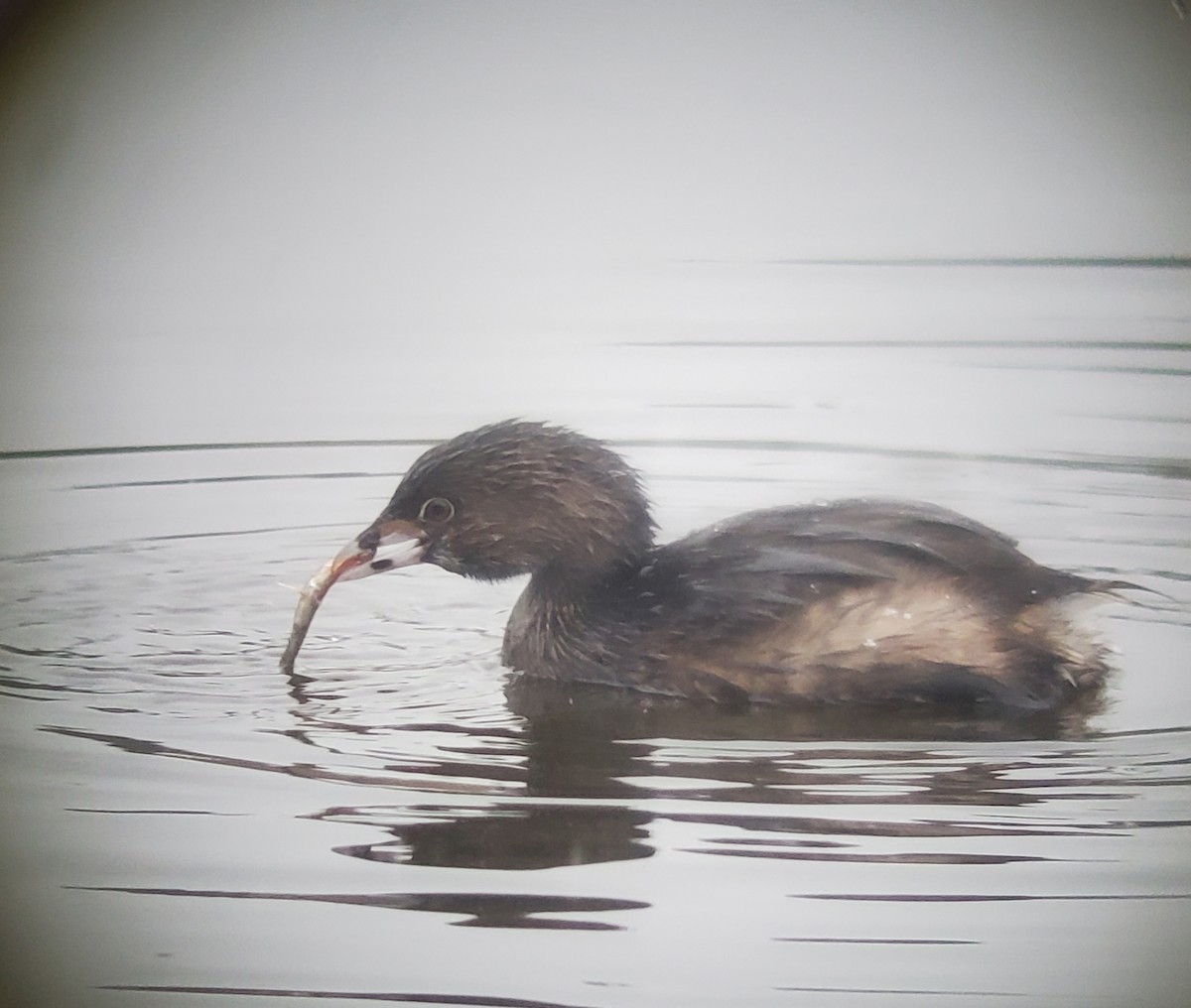 Pied-billed Grebe - ML539515821