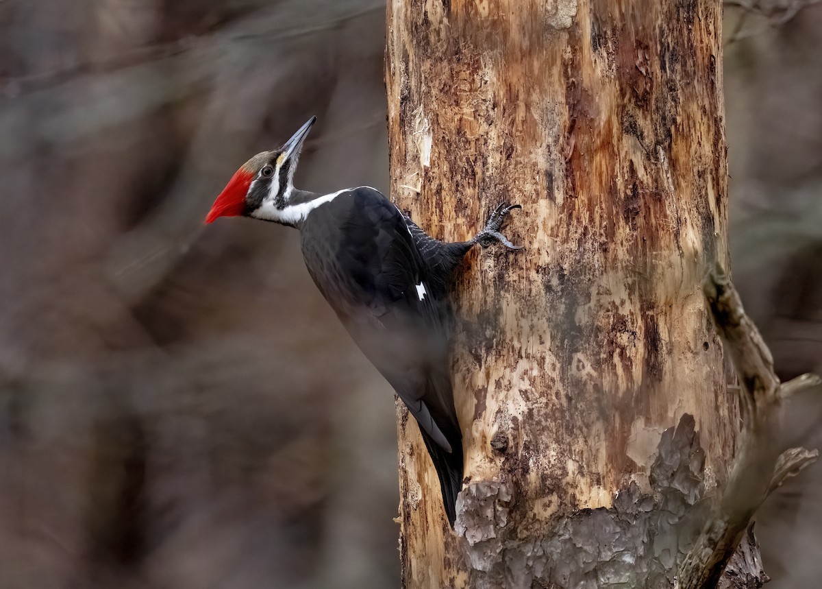 Pileated Woodpecker - ML539515931