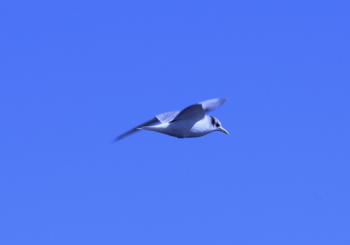 Black-legged Kittiwake - Alex Drzaic