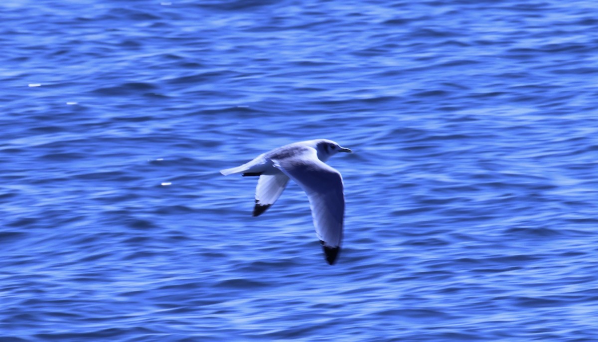 Mouette tridactyle - ML539516241