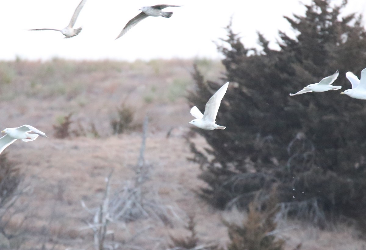 Gaviota Groenlandesa (kumlieni) - ML539516801