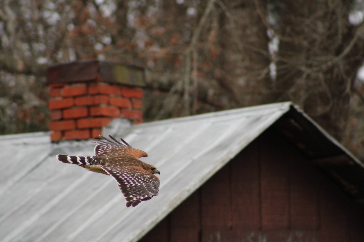 Red-shouldered Hawk - Grace Reynolds