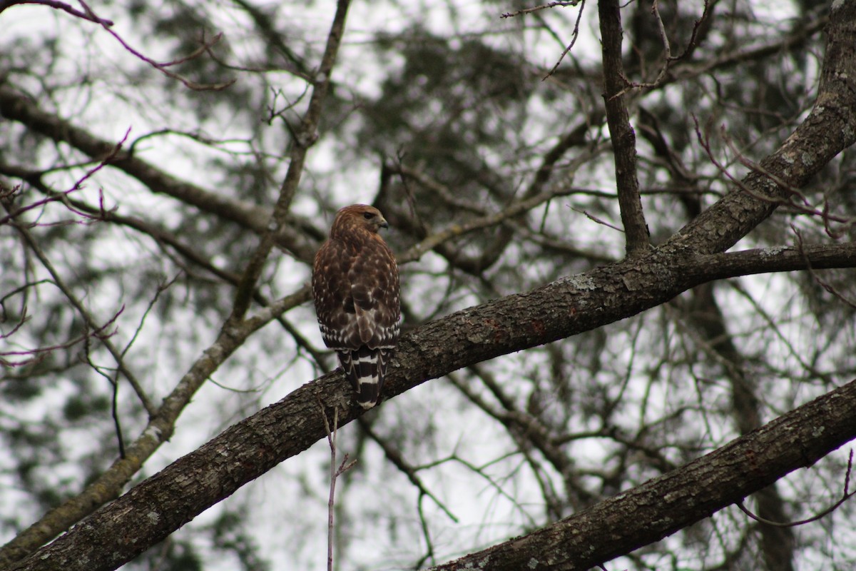 Red-shouldered Hawk - Grace Reynolds