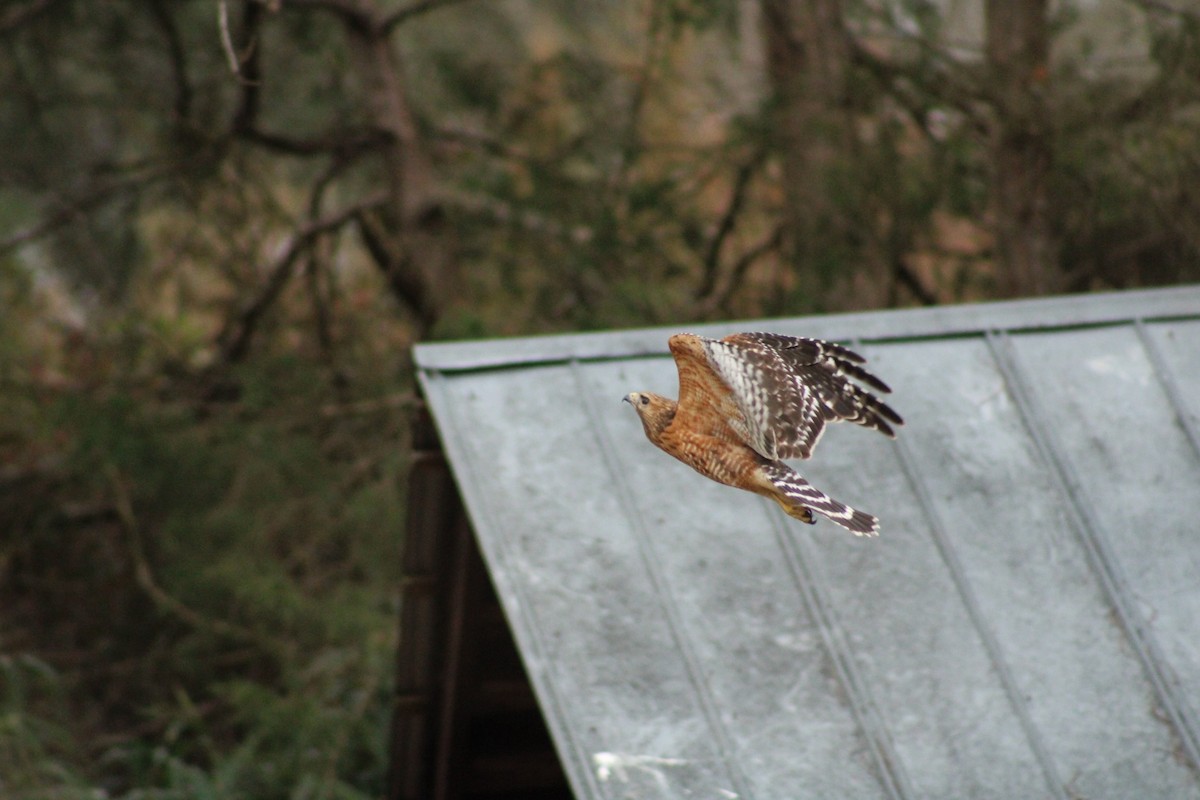 Red-shouldered Hawk - ML539517251