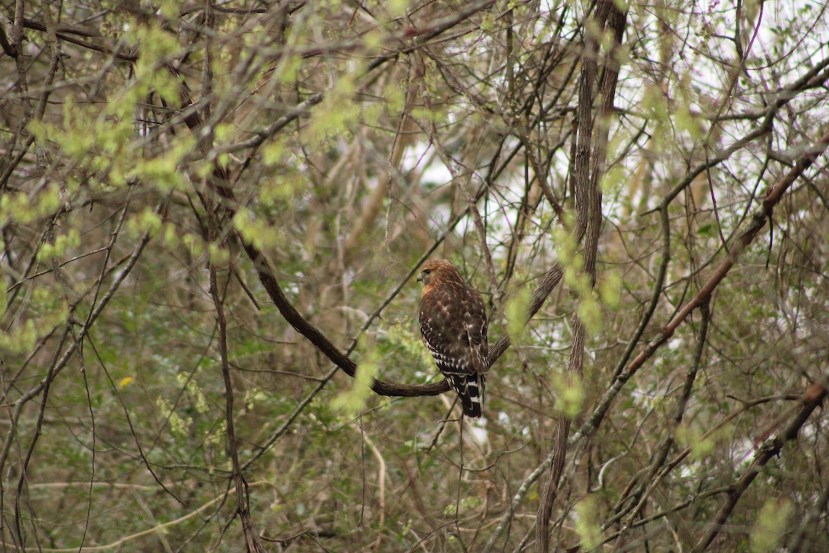 Red-shouldered Hawk - Grace Reynolds