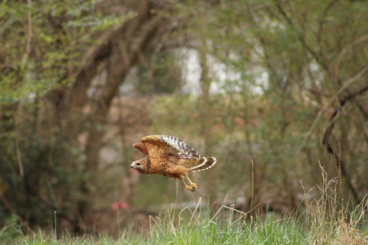 Red-shouldered Hawk - ML539517271