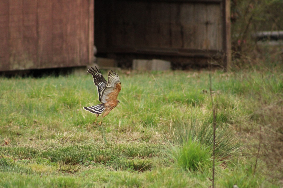 Red-shouldered Hawk - ML539517281