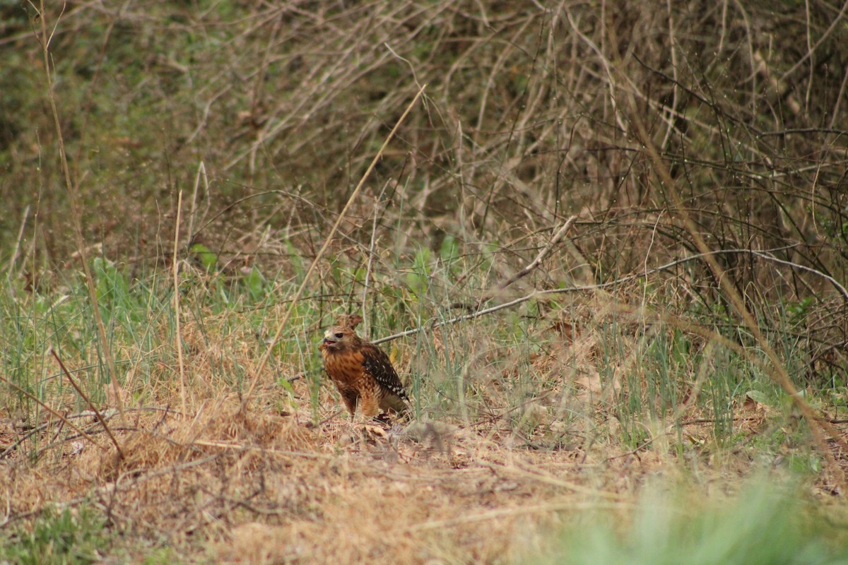 Red-shouldered Hawk - ML539517291