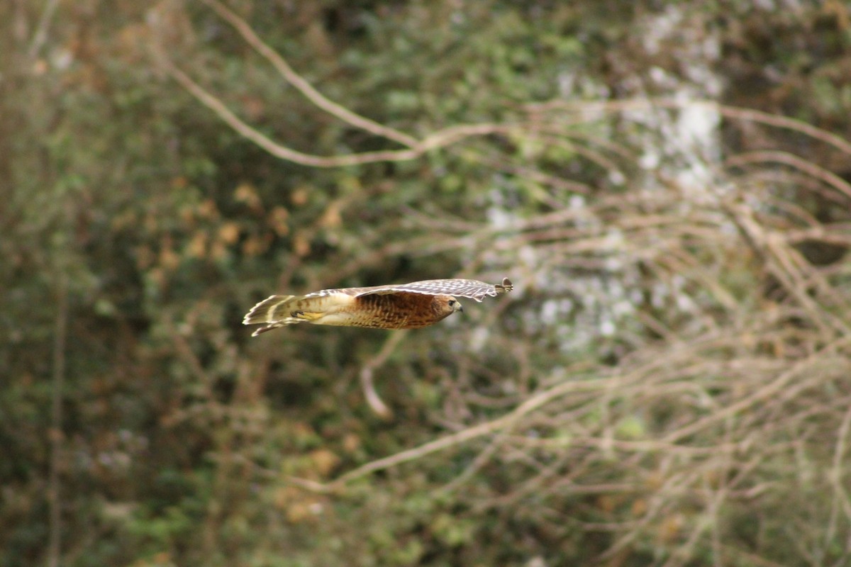 Red-shouldered Hawk - ML539517301