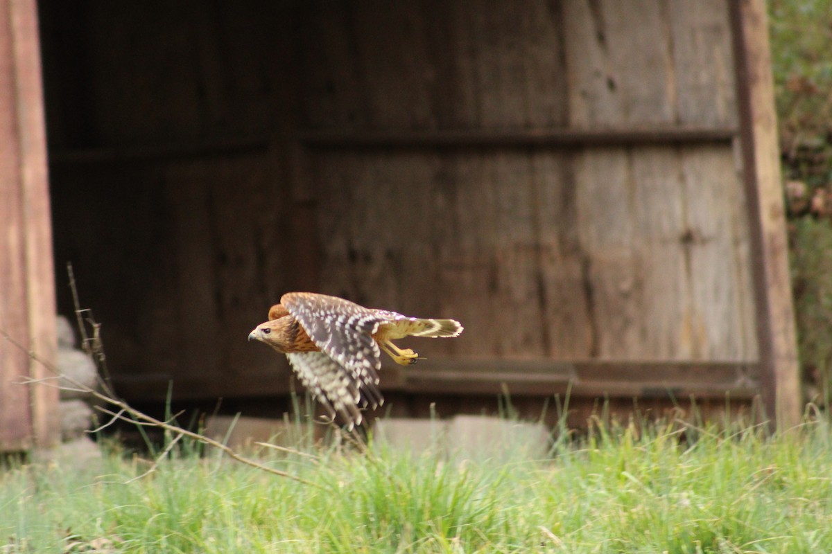 Red-shouldered Hawk - ML539517311