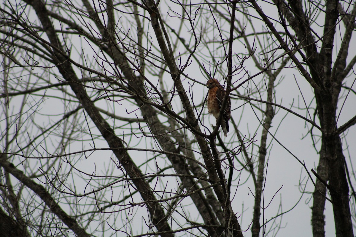 Red-shouldered Hawk - Grace Reynolds