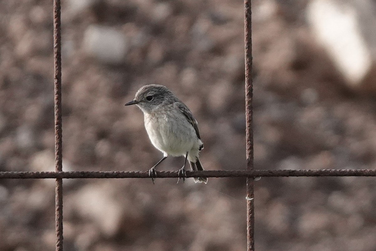 Fuerteventura Stonechat - ML539517871