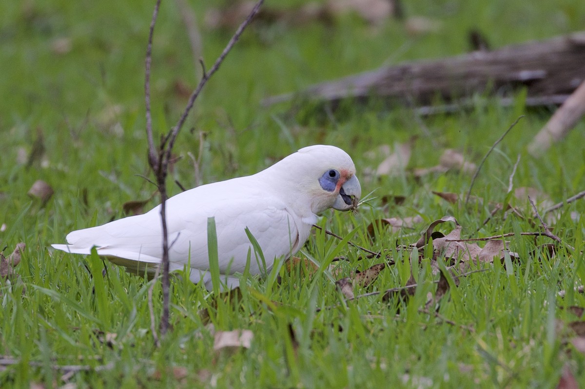 Little Corella - ML539518371