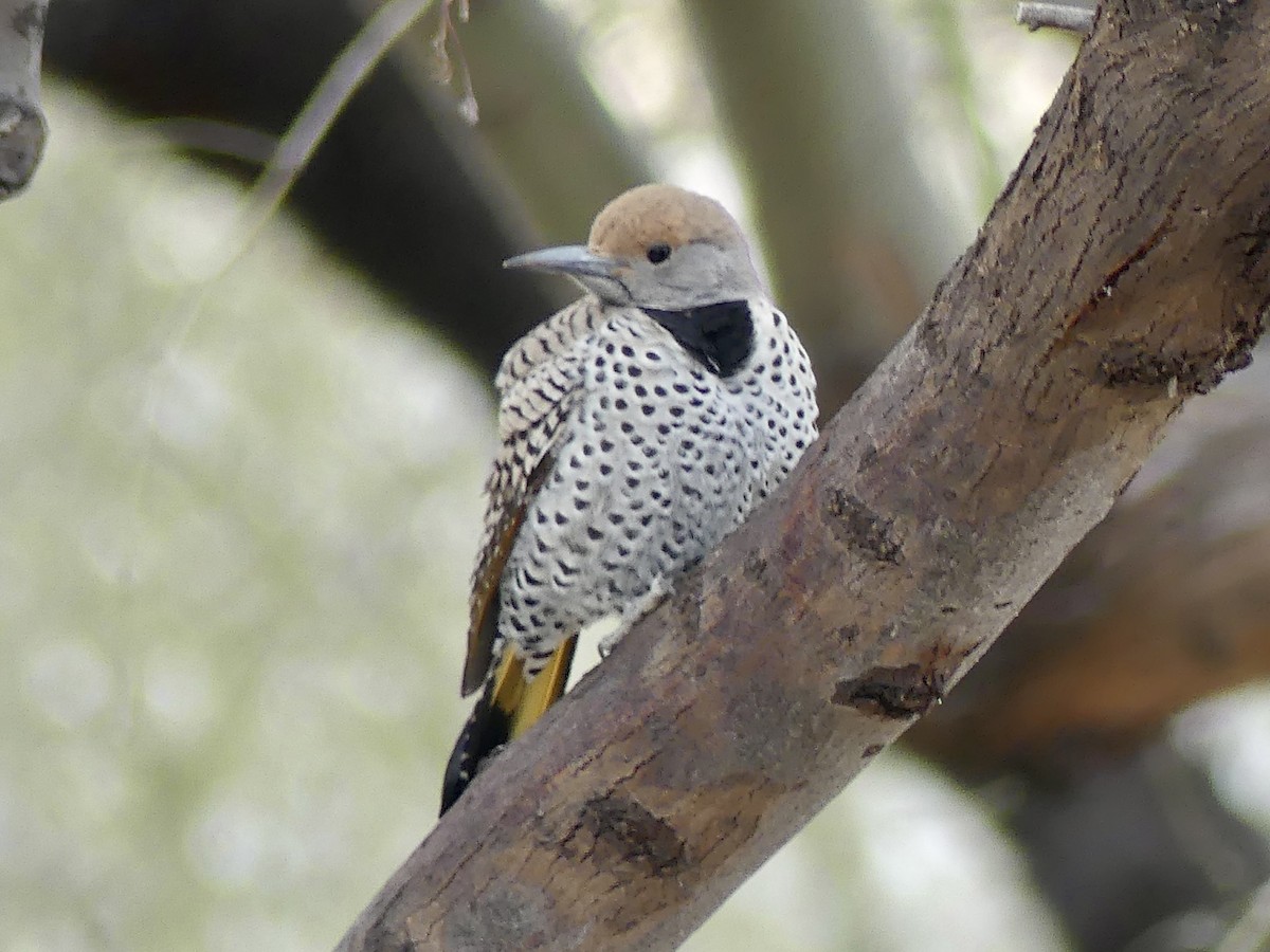 Gilded Flicker - ML539518841