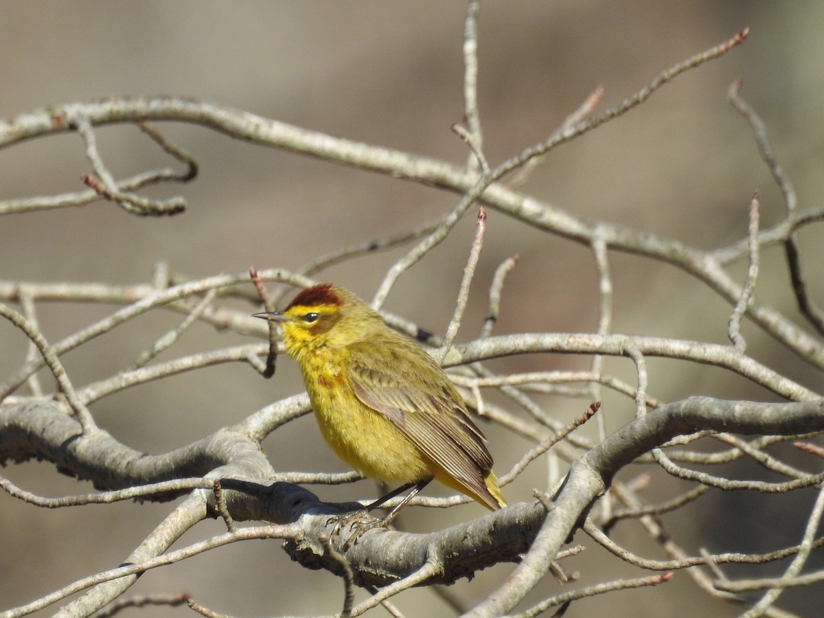 Palm Warbler - ML53951901
