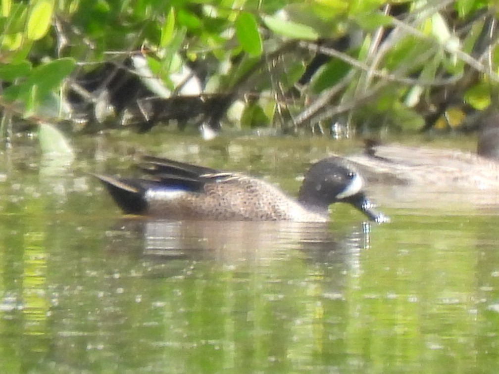 Blue-winged Teal - ML539519211