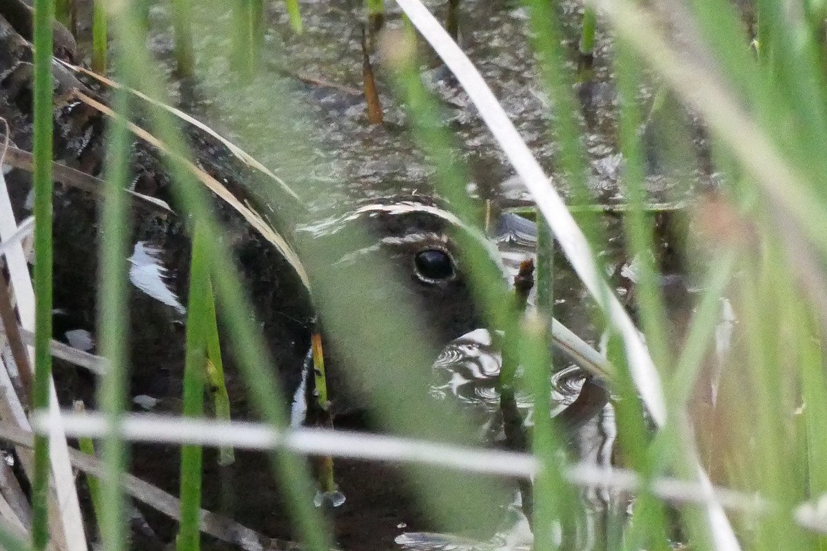 South American Painted-Snipe - ML539520151