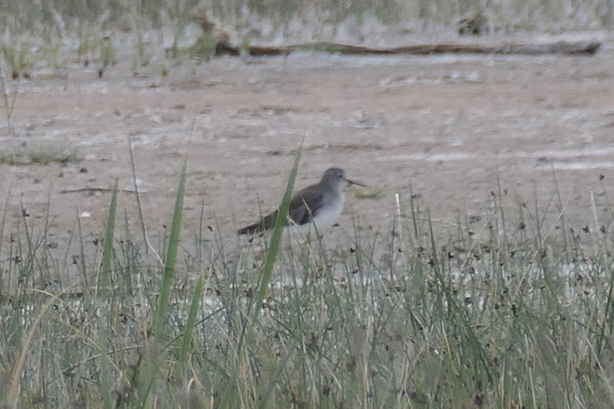 Lesser Yellowlegs - ML539520211