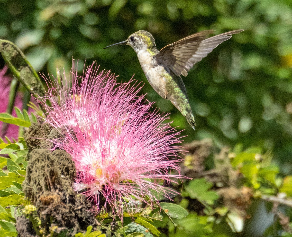 Ruby-throated Hummingbird - Richard Thunen