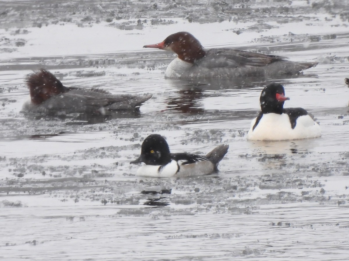 Common Goldeneye x Hooded Merganser (hybrid) - ML539521801