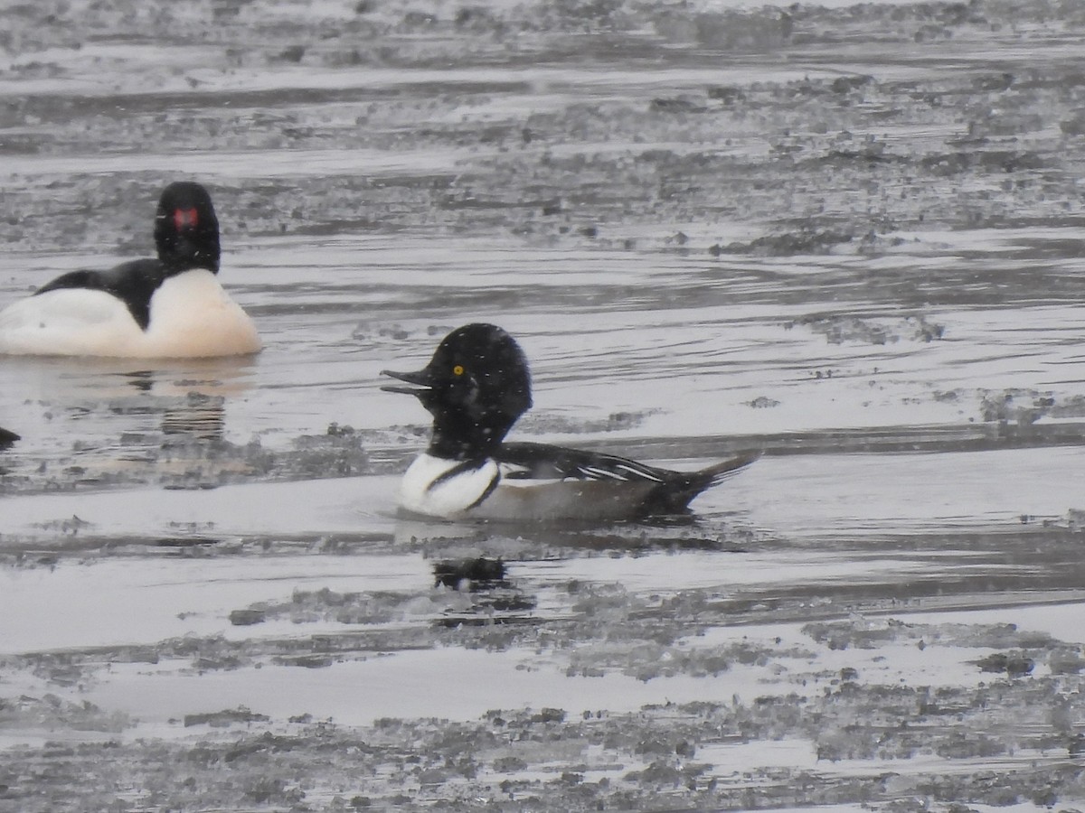 Common Goldeneye x Hooded Merganser (hybrid) - ML539521831