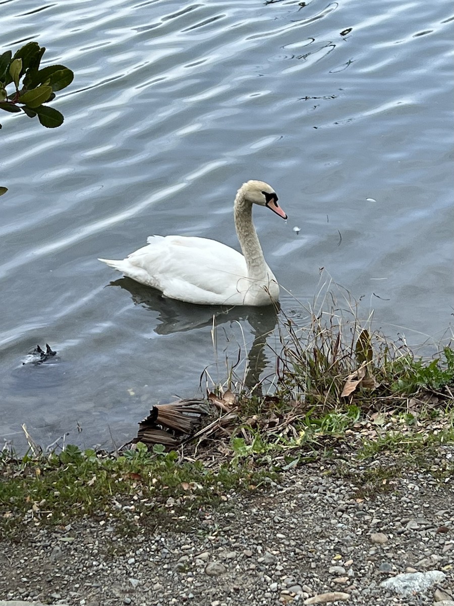 Mute Swan - Max Leibowitz