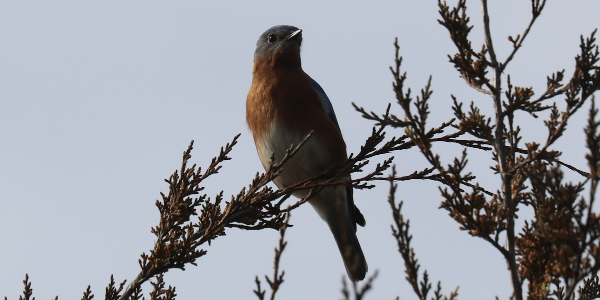 Azulejo Oriental - ML539522241