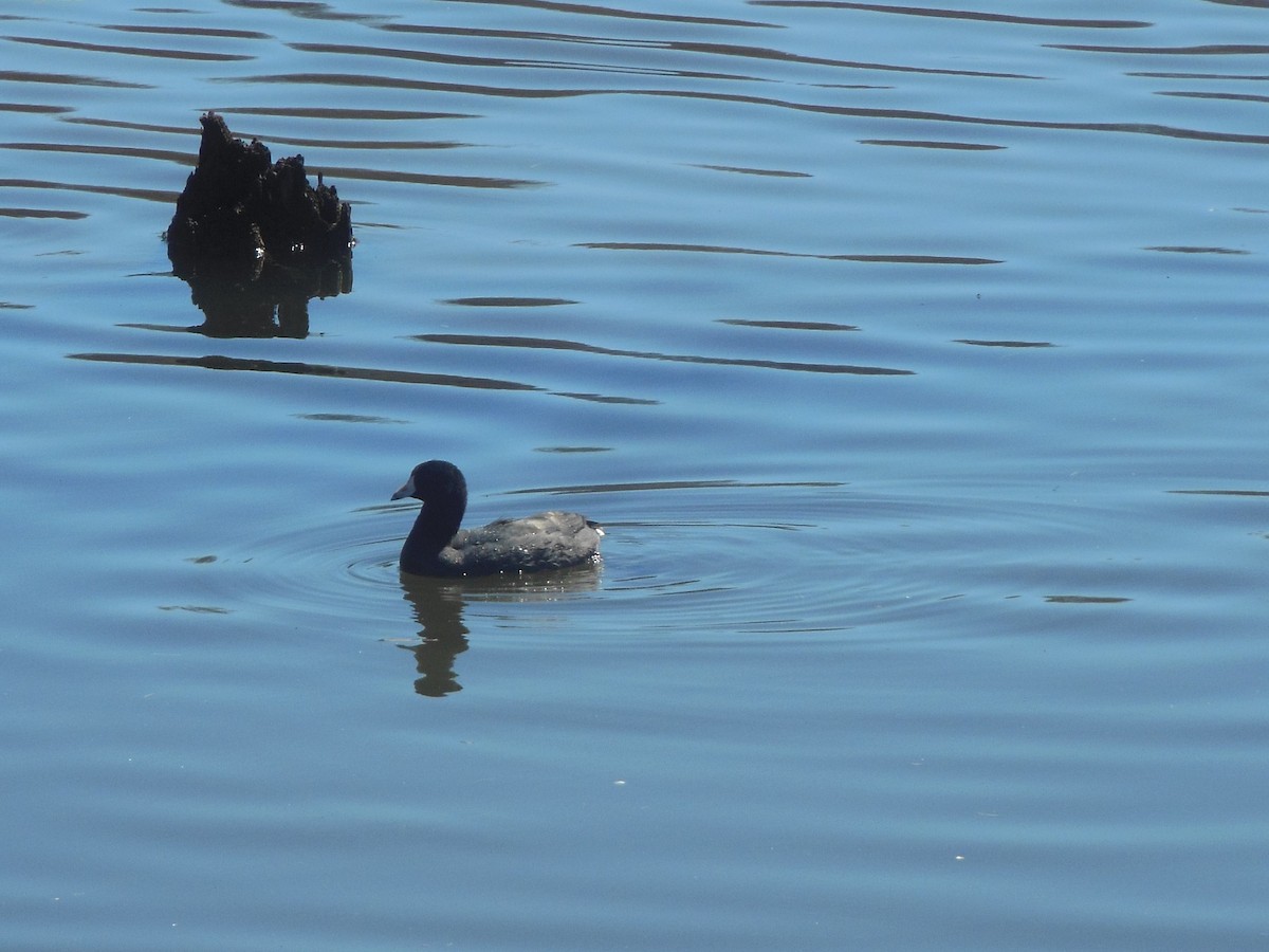 American Coot - ML53952281