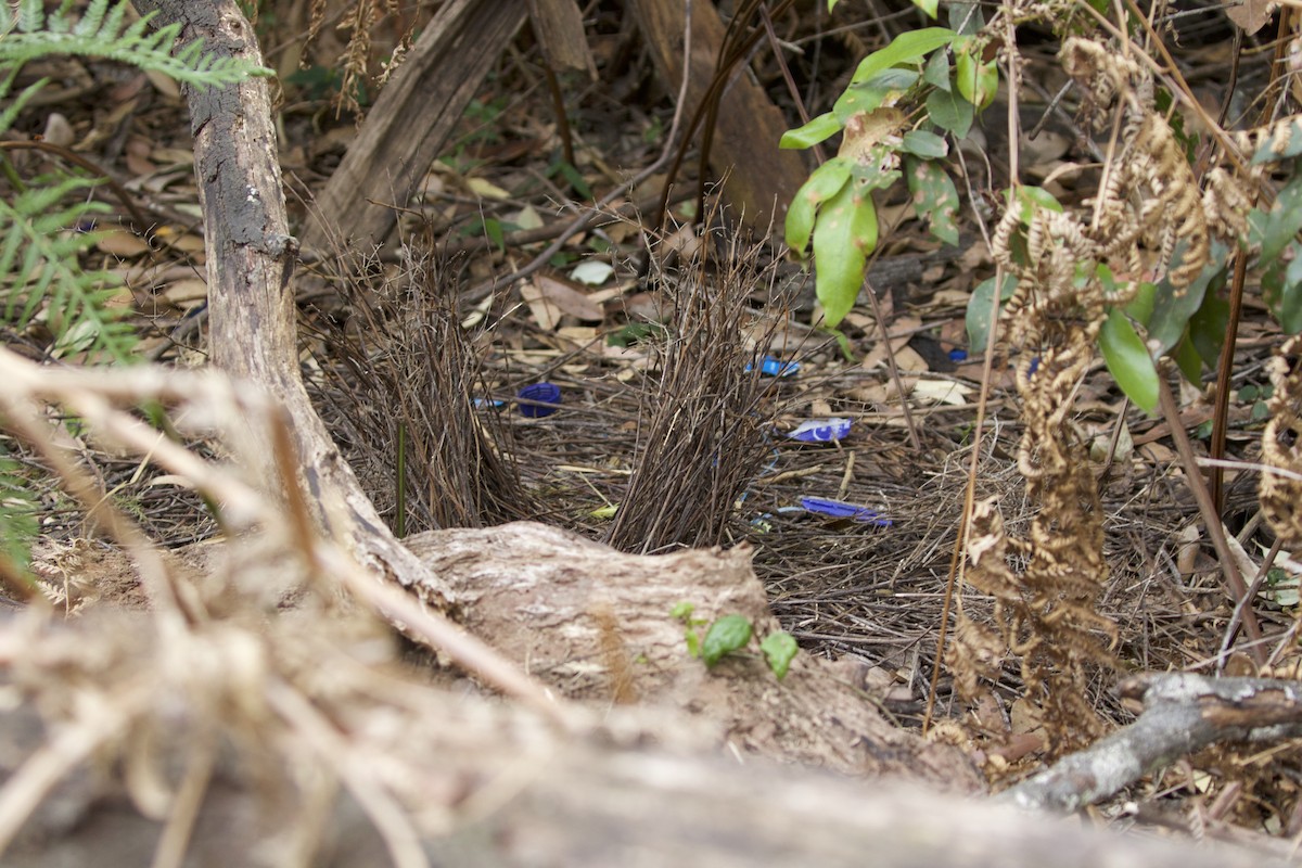 Satin Bowerbird - ML539522851