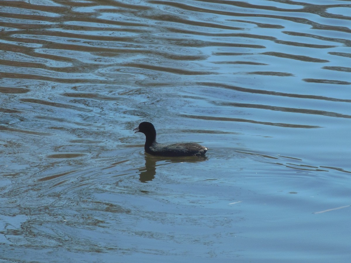 American Coot - ML53952301