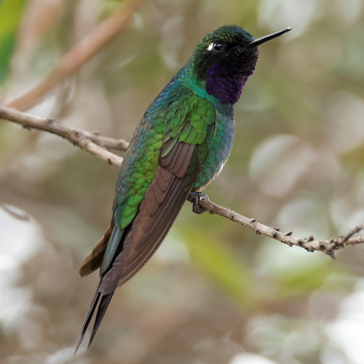 Purple-throated Sunangel (Brilliant) - ML539523301