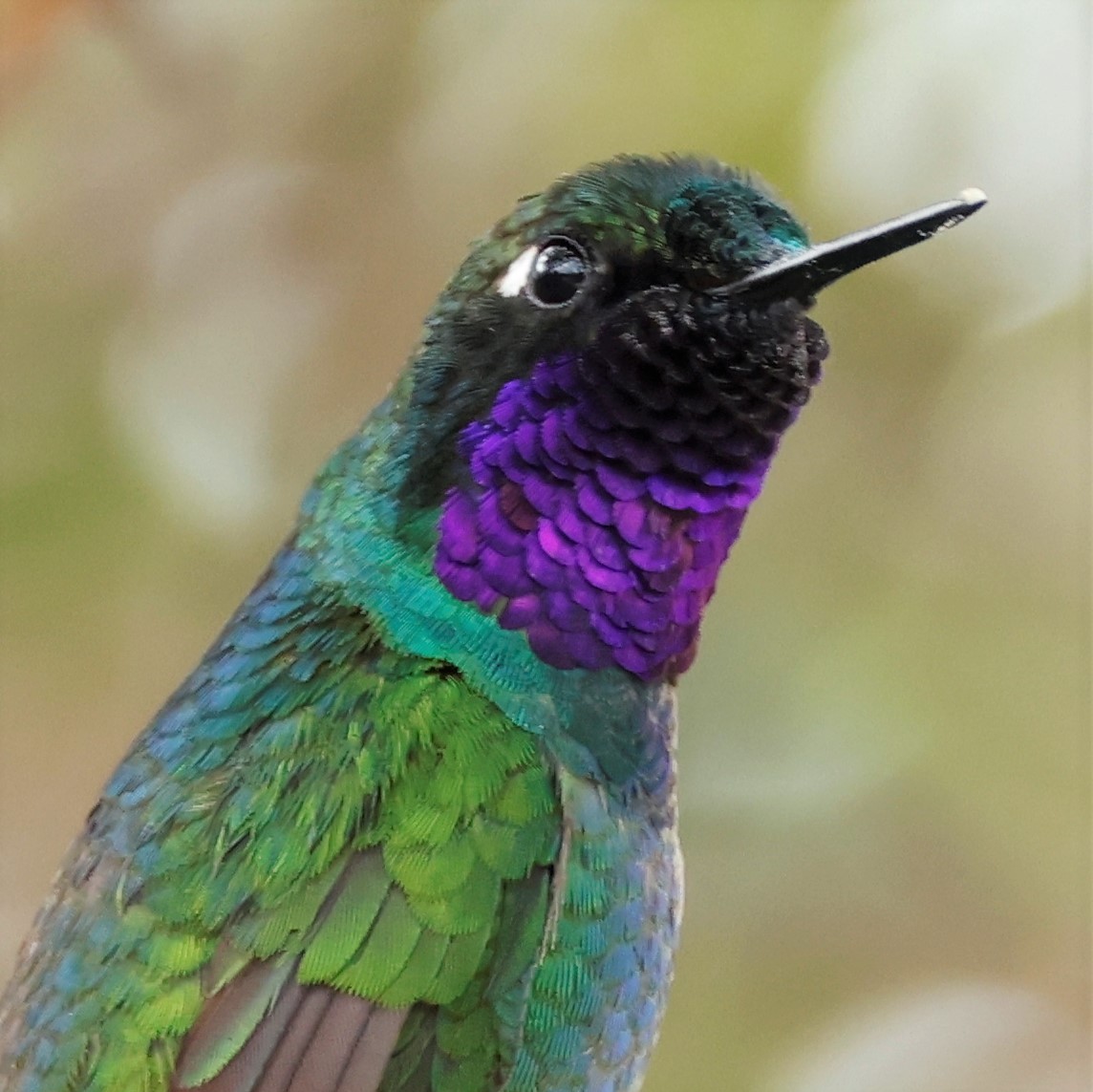 Purple-throated Sunangel (Brilliant) - ML539523311