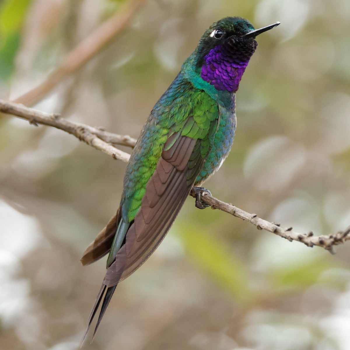 Purple-throated Sunangel (Brilliant) - ML539523321