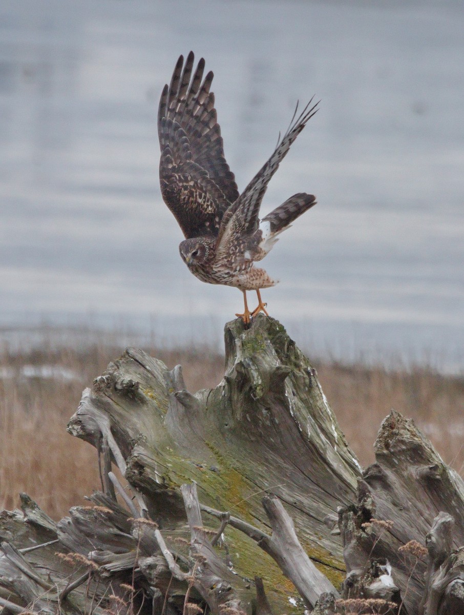 Northern Harrier - ML539523831