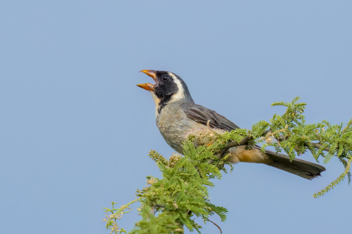 Golden-billed Saltator - ML539525961