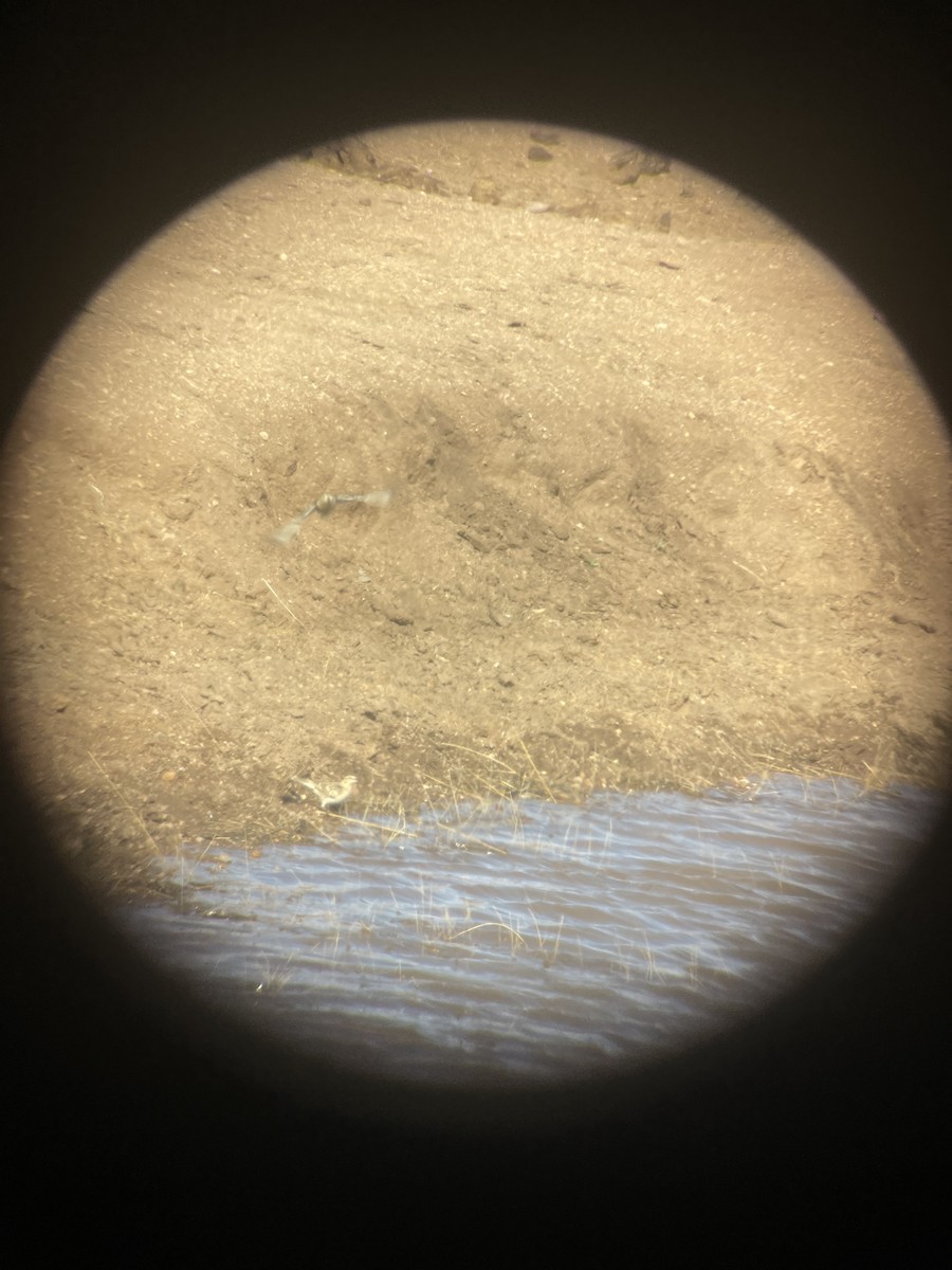 longspur sp. - ML539526311