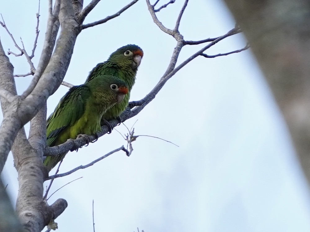 Orange-fronted Parakeet - ML539526711