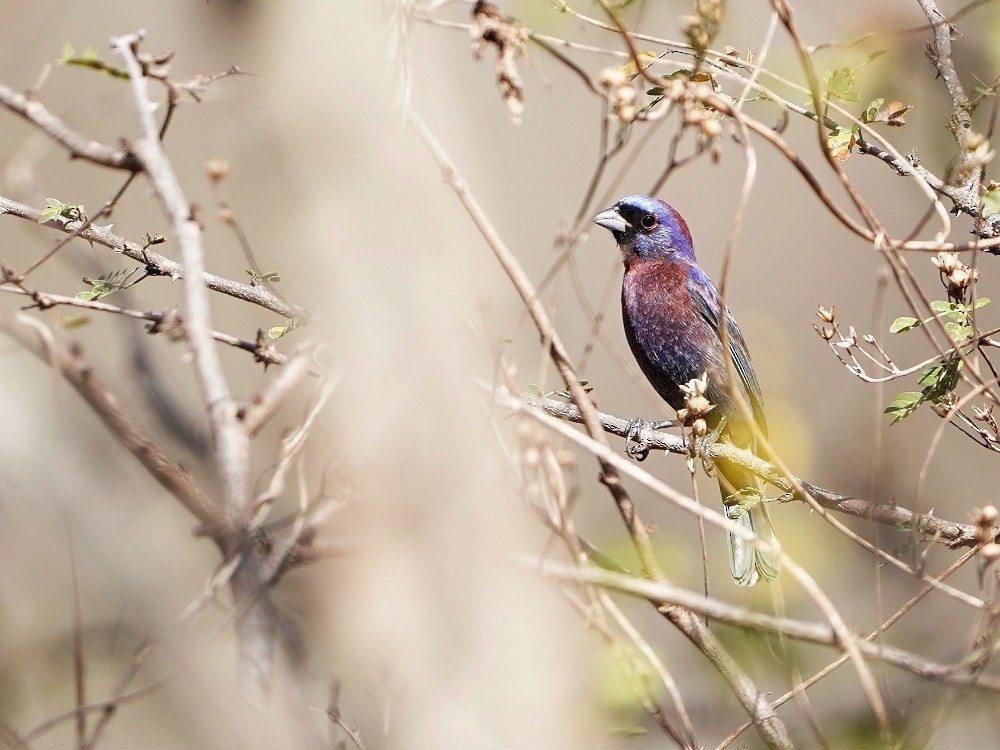 Varied Bunting - ML539527351