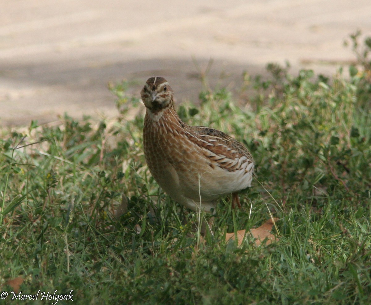 Common Quail - Marcel Holyoak