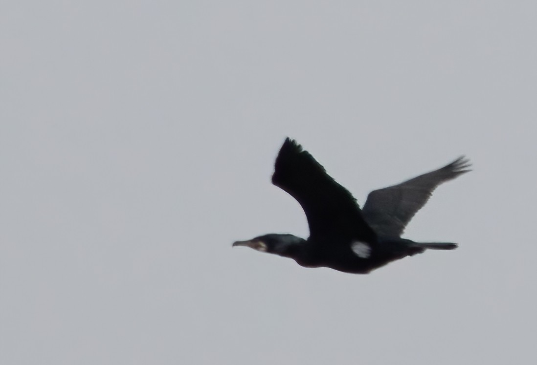 Great Cormorant - ML539528021