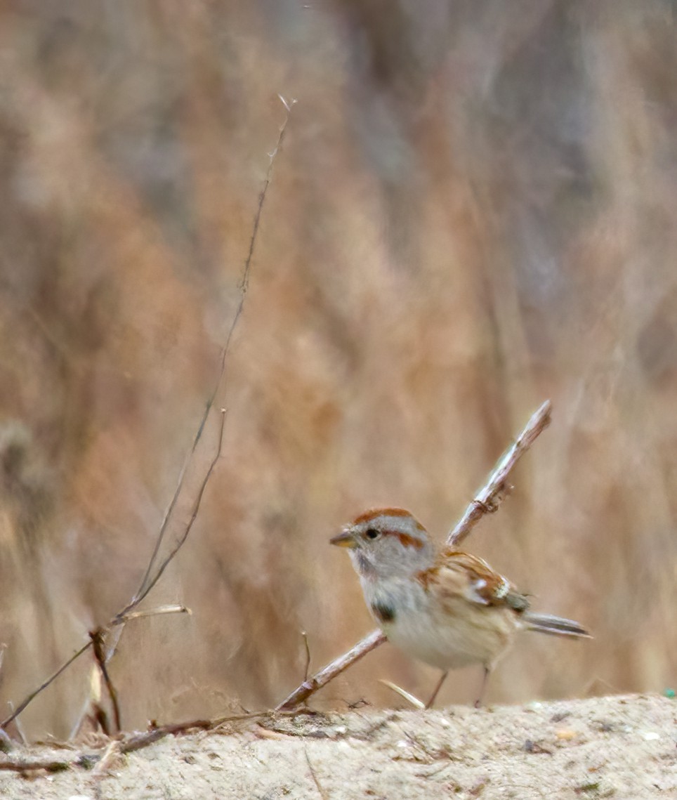 American Tree Sparrow - ML539528251