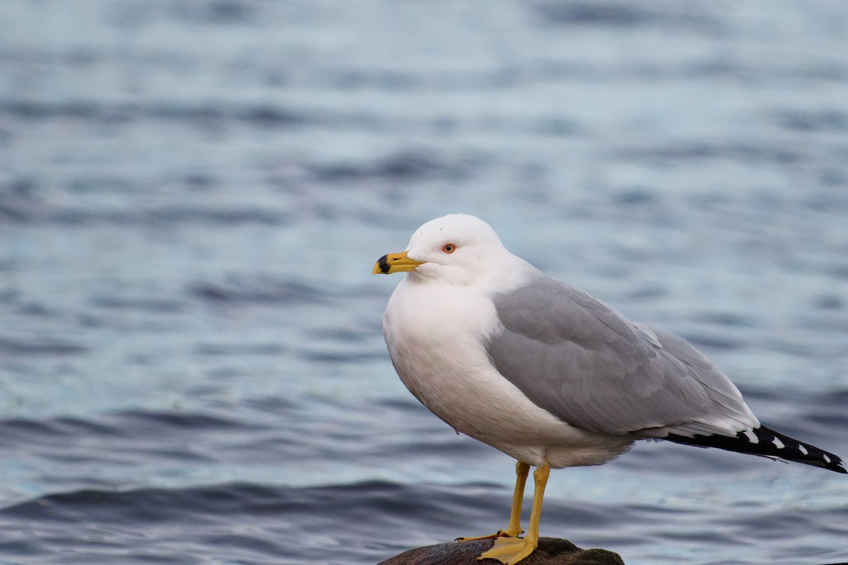 Ring-billed Gull - Shreyas Punacha