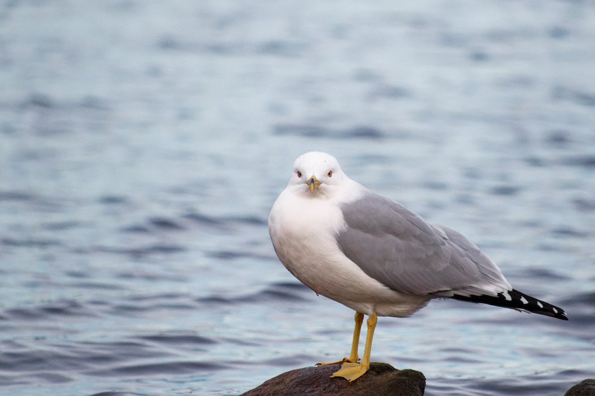 Ring-billed Gull - ML539528561