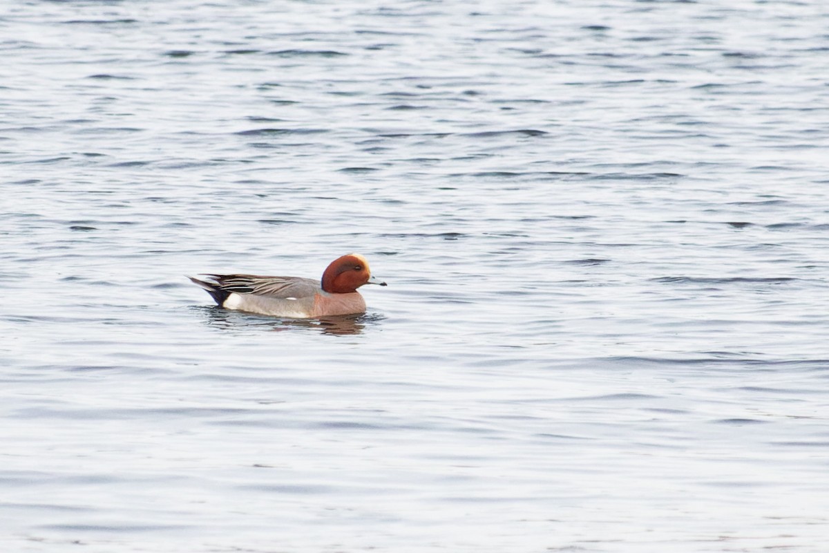 Eurasian Wigeon - ML539528801