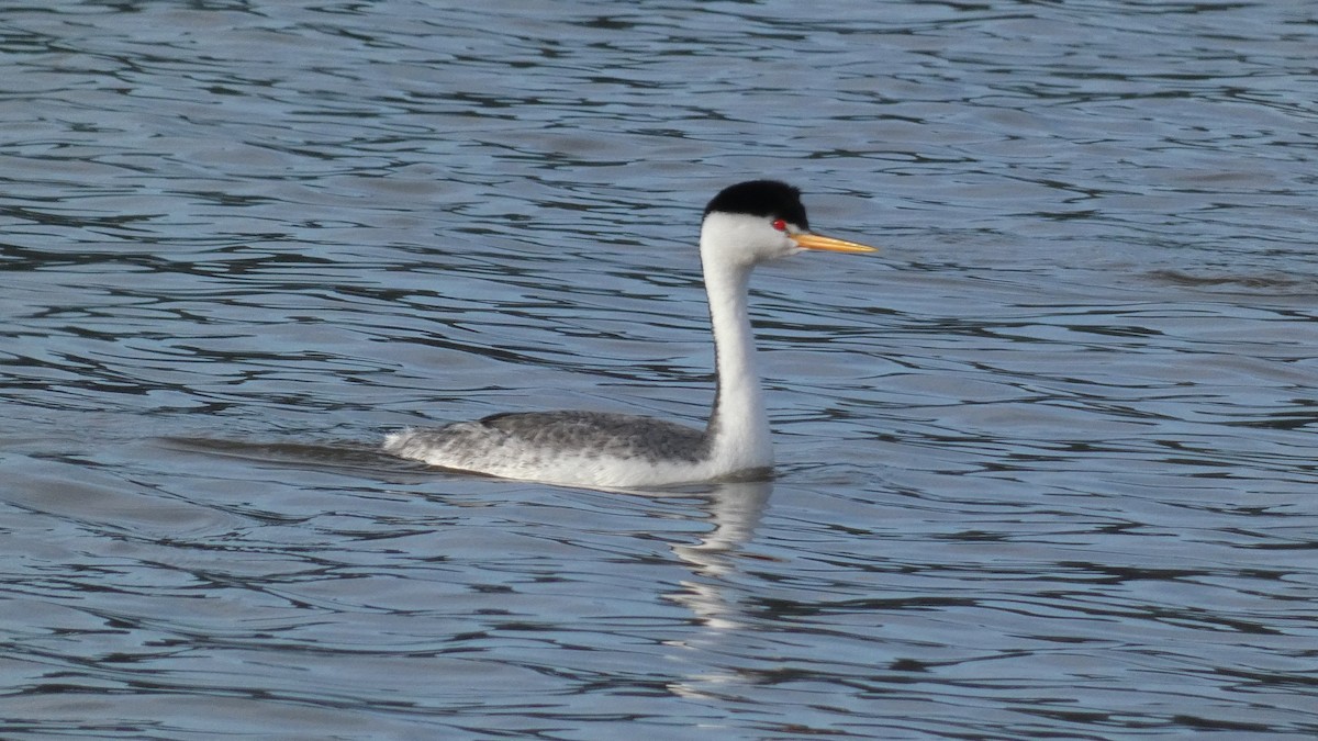 Clark's Grebe - ML539528961